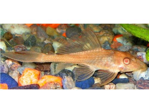 Gold Plecostomus