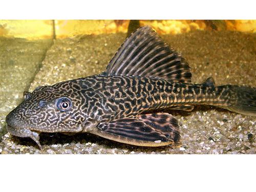 Plecostomus 3"