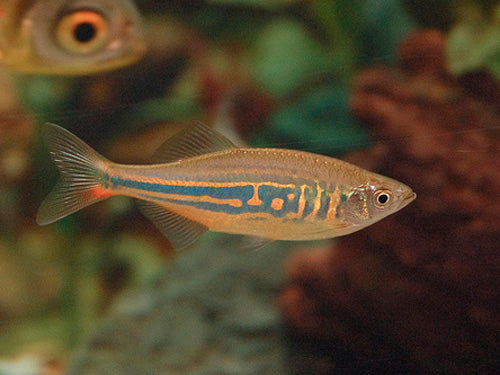 WILD CAUGHT GIANT DANIO  L