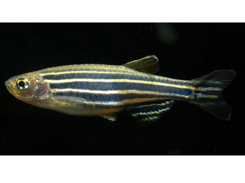 ZEBRA DANIO  ML