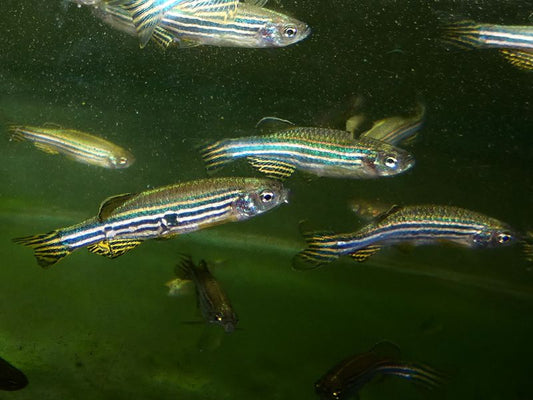 ZEBRA DANIO  XL
