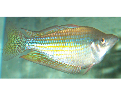 AUSTRALIAN RAINBOW  2"