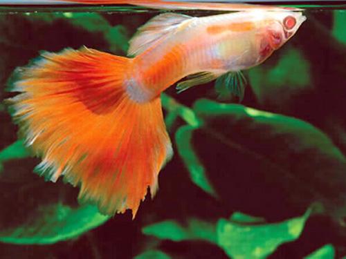 Blonde Red Male Guppy  L