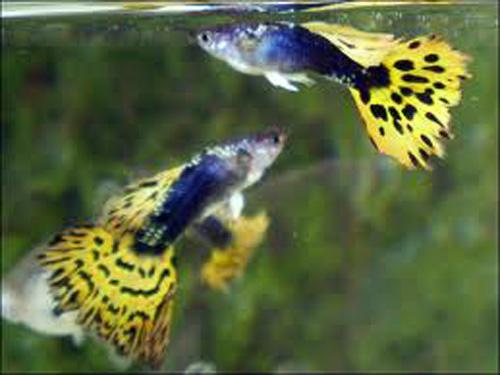Golden Tuxedo Male Guppy  L