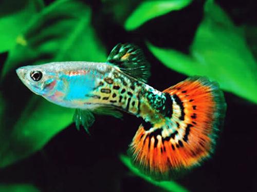 Red King Cobra Male Guppy