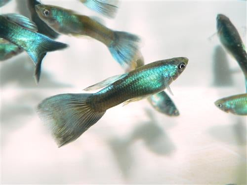 Moscow Blue Male Guppy