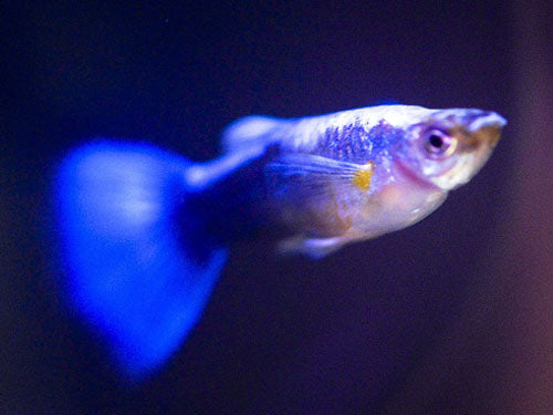 Neon Blue Male Guppy