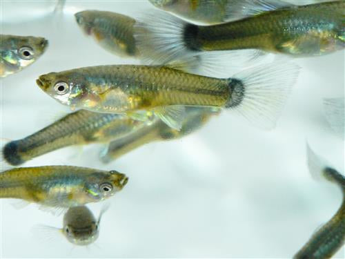 Neon Blue Female Guppy  L