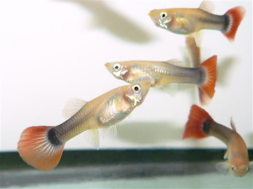 Golden Tuxedo Female Guppy
