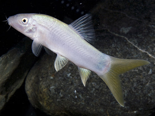 YELLOW TAIL BOTIA  3.5"