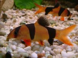 Clown Loach  2"