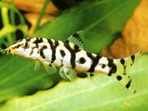 Pakistani Loach  1.5"