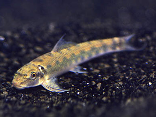 Sucking Loach  ML
