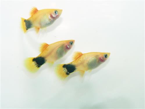 Golden Mickey Mouse Platy  ML