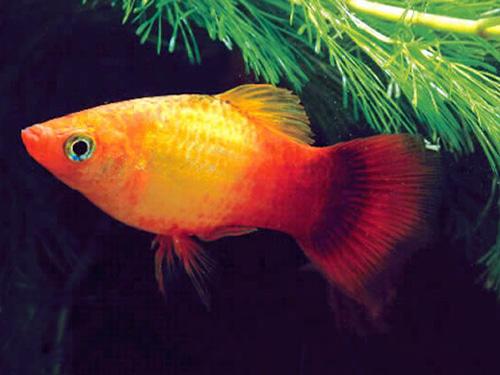 Sunset Comet Platy  ML