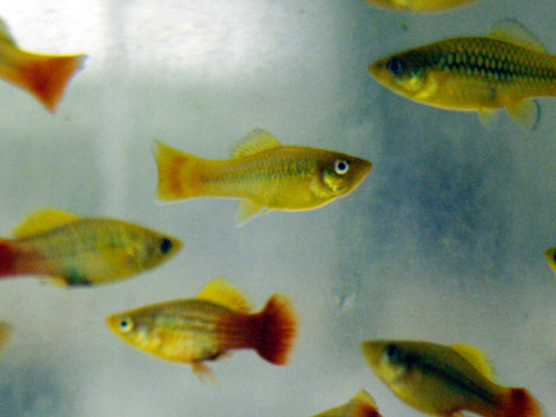 Multi-Colour Variatus Platy ML
