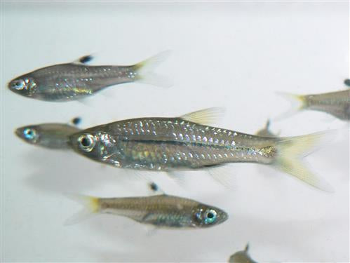 EMERALD EYE RASBORA  M