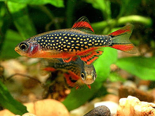 Galaxy Rasbora  1.5cm