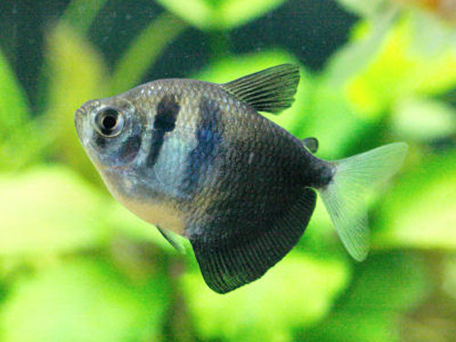 Black Widow Tetra  ML