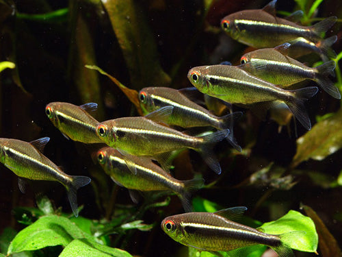 Black Neon Tetra