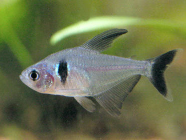 Black Phantom Tetra  XL