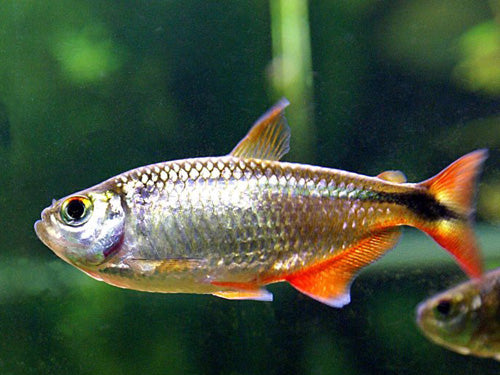 Buenos Aires Tetra  ML