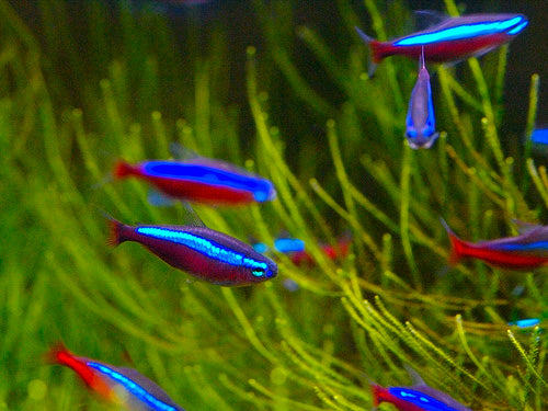 Cardinal Tetra  XL