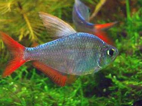Columbian Redfin Tetra  ML