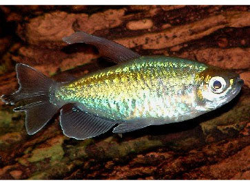 Congo Tetra  ML