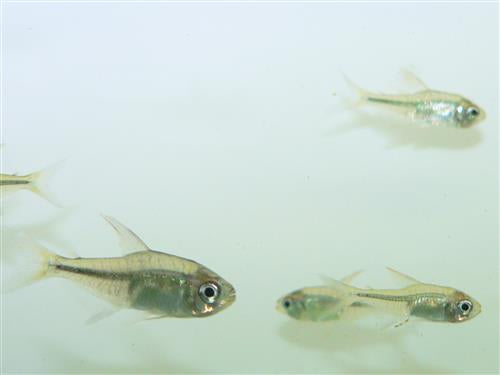 Diamond Tetra  ML