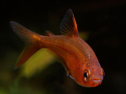 Ember Tetra  M-ML