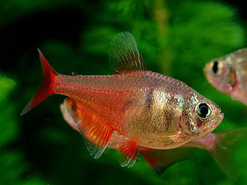 Red Flame Tetra  L