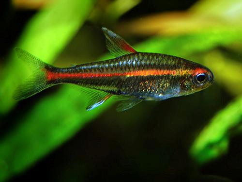 Glow light Tetra  L