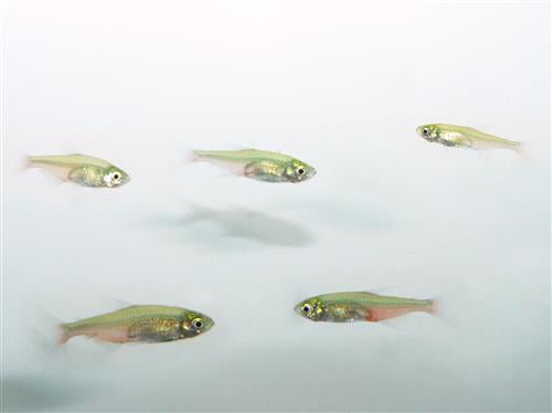 Green Fire Rathbun Tetra  M