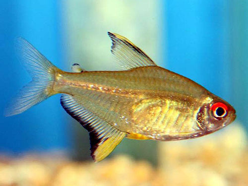 Lemon Tetra