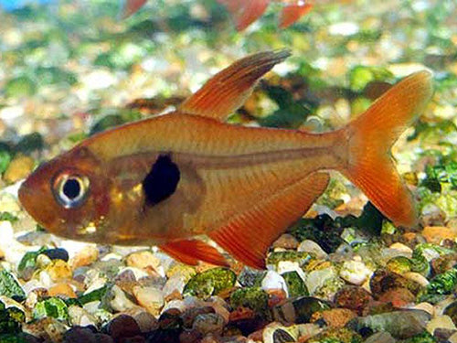 Red Phantom Tetra  ML