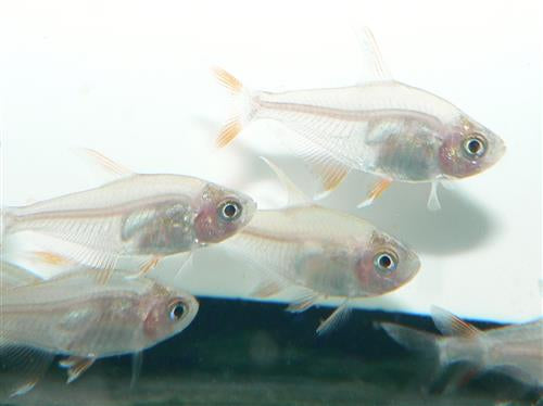 White Fin Tetra