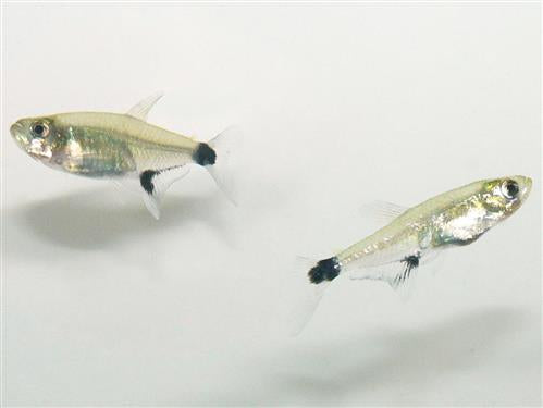 PARAGUAY TETRA  ML
