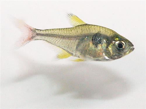 RED TAIL YELLOW PHANTOM  ML