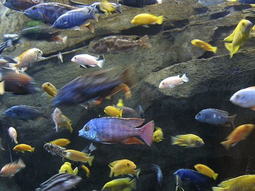 Assorted African Cichlid  2"