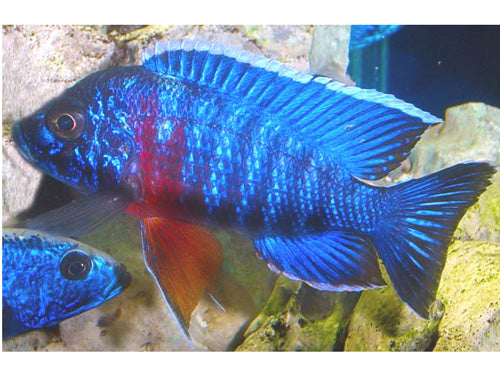 AULO. NYASSAE PEACOCK BLUE  3"