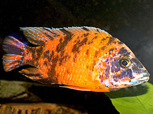 ORANGE BLOTCHED PEACOCK CICHLID  2"