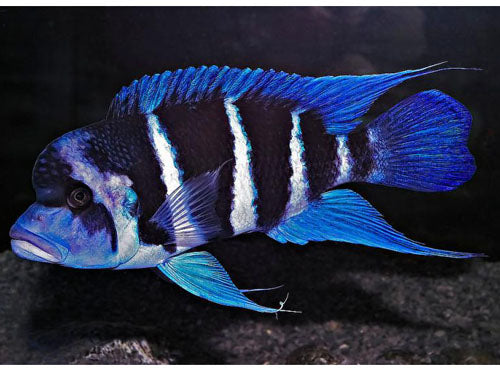 CYPHOTILAPIA FRONTOSA  S