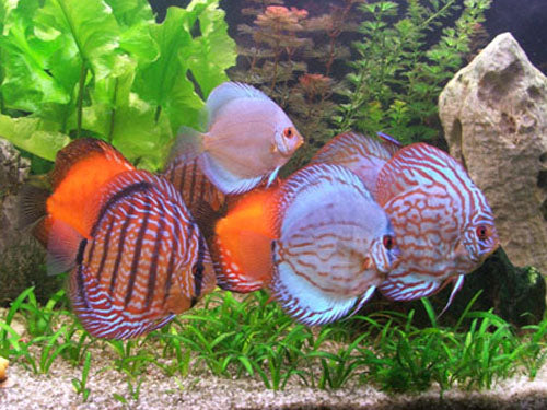 ASSORTED HIGH QUALITY DISCUS  2.5"