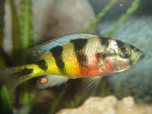 HAPLO OBLIQUIDENS ZEBRA  3"