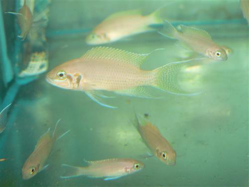 LAMPROLOGUS BRICHARDI  1.5"