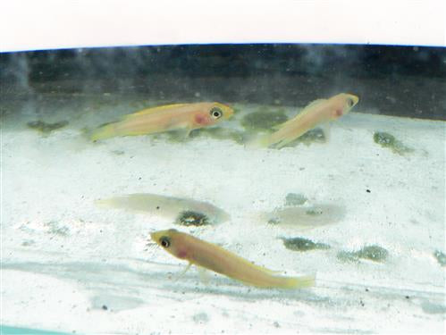 LAMPROLOGUS LELOUPI YELLOW  1.5"