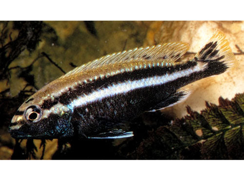 MELANOCHROMIS AURATUS  2"