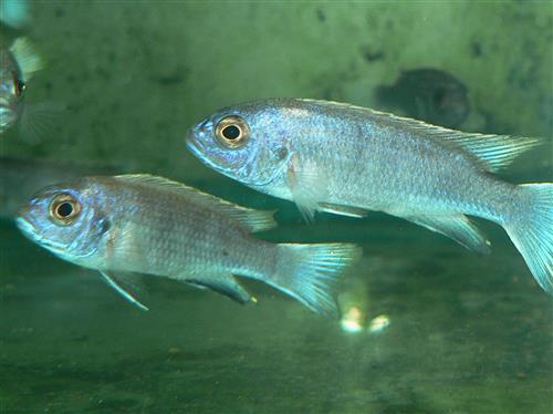 PSEUDO. WHITE TAIL ACEI  3"