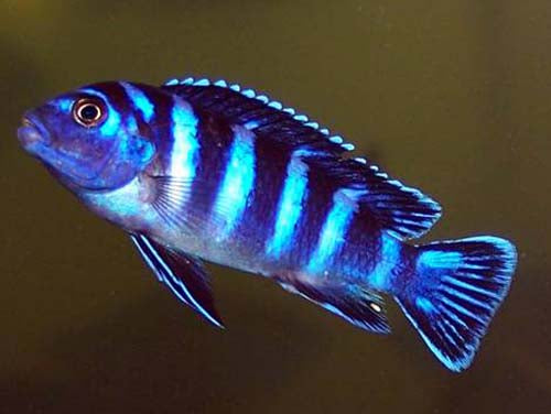 PSEUDOTROPHEUS  DEMASONI  1.5"